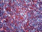 TGF-Beta Antibody (clone TB21)